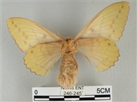 青枯葉蛾藏品圖，第2張