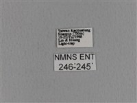 青枯葉蛾藏品圖，第3張