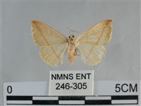 澄線尺蛾藏品圖，第1張