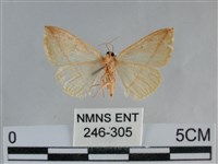 澄線尺蛾藏品圖，第2張