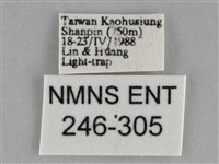 澄線尺蛾藏品圖，第3張