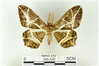 樹形尺蛾藏品圖，第1張