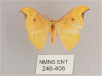 彎黑黃鉤蛾藏品圖，第1張