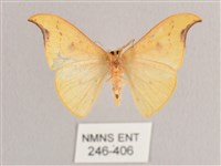 彎黑黃鉤蛾藏品圖，第2張