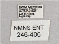 彎黑黃鉤蛾藏品圖，第3張