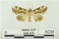 連珠波紋蛾藏品圖，第1張