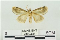 連珠波紋蛾藏品圖，第2張