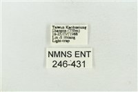 連珠波紋蛾藏品圖，第3張