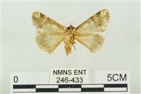 連珠波紋蛾藏品圖，第2張