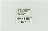 連珠波紋蛾藏品圖，第3張