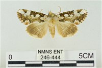 連珠波紋蛾藏品圖，第1張