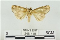 連珠波紋蛾藏品圖，第2張