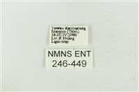 連珠波紋蛾藏品圖，第3張