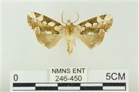 連珠波紋蛾藏品圖，第1張