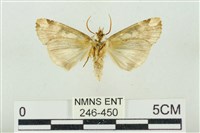 連珠波紋蛾藏品圖，第2張