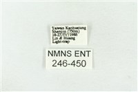 連珠波紋蛾藏品圖，第3張