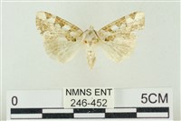 連珠波紋蛾藏品圖，第1張