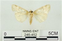 連珠波紋蛾藏品圖，第2張