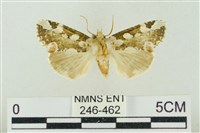 連珠波紋蛾藏品圖，第1張