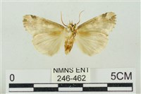 連珠波紋蛾藏品圖，第2張