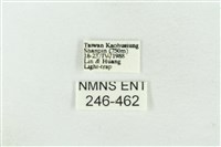 連珠波紋蛾藏品圖，第3張