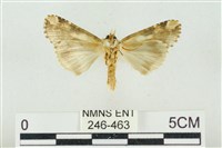 連珠波紋蛾藏品圖，第2張