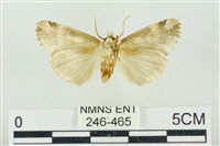 連珠波紋蛾藏品圖，第2張