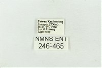 連珠波紋蛾藏品圖，第3張