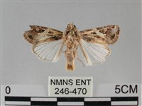 斜紋夜盜蛾藏品圖，第1張