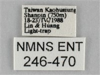 斜紋夜盜蛾藏品圖，第3張