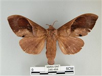 大褐斑枯葉蛾藏品圖，第1張