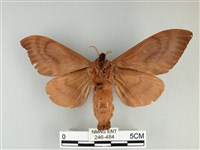 大褐斑枯葉蛾藏品圖，第2張