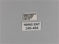 大褐斑枯葉蛾藏品圖，第3張