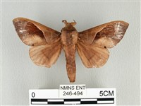 大褐斑枯葉蛾藏品圖，第1張