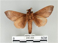 大褐斑枯葉蛾藏品圖，第2張