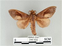 大褐斑枯葉蛾藏品圖，第1張