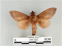 大褐斑枯葉蛾藏品圖，第2張