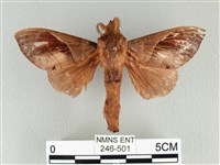 大褐斑枯葉蛾藏品圖，第1張