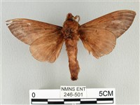 大褐斑枯葉蛾藏品圖，第2張