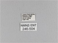 大褐斑枯葉蛾藏品圖，第3張