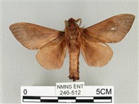 大褐斑枯葉蛾藏品圖，第2張