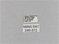 大褐斑枯葉蛾藏品圖，第3張