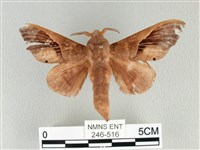 大褐斑枯葉蛾藏品圖，第1張