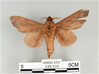 大褐斑枯葉蛾藏品圖，第2張