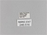 大褐斑枯葉蛾藏品圖，第3張