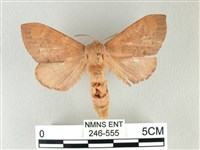 馬尾松枯葉蛾藏品圖，第1張