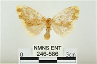 黑翅黃毒蛾藏品圖，第1張