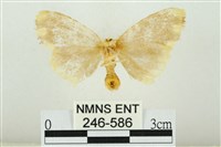 黑翅黃毒蛾藏品圖，第2張