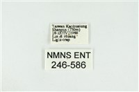 黑翅黃毒蛾藏品圖，第3張