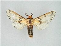 尖鋸舟蛾藏品圖，第1張